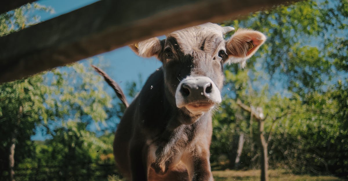 découvrez l'agriculture durable, une approche innovante pour cultiver de manière responsable, respectueuse de l'environnement et socialement équitable. apprenez comment cette pratique contribue à la préservation des ressources naturelles tout en garantissant des aliments de qualité pour les générations futures.