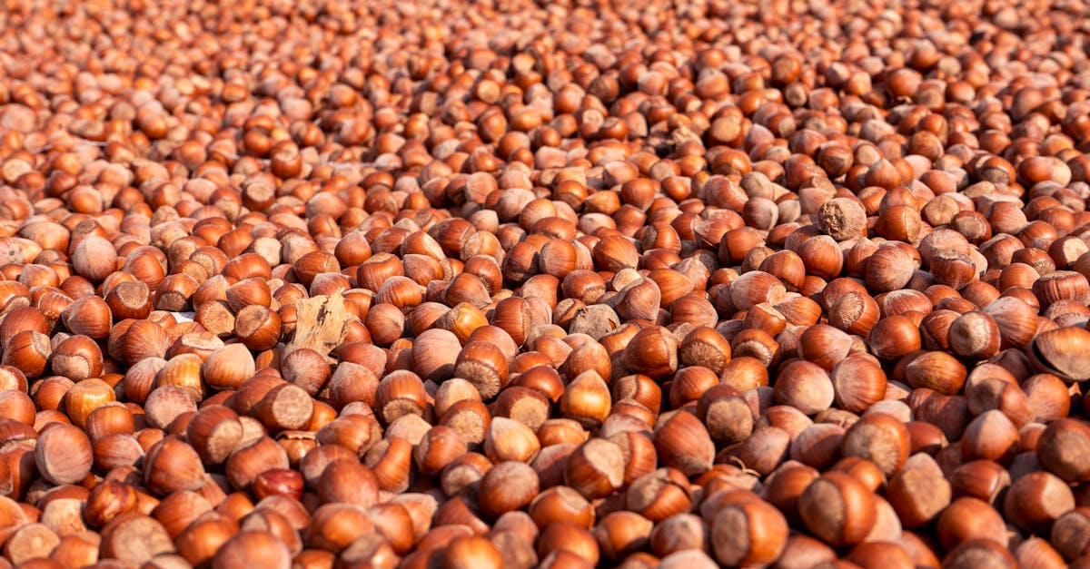 découvrez les pratiques de l'agriculture durable qui préservent l'environnement, favorisent la biodiversité et garantissent des aliments sains tout en soutenant les communautés locales.