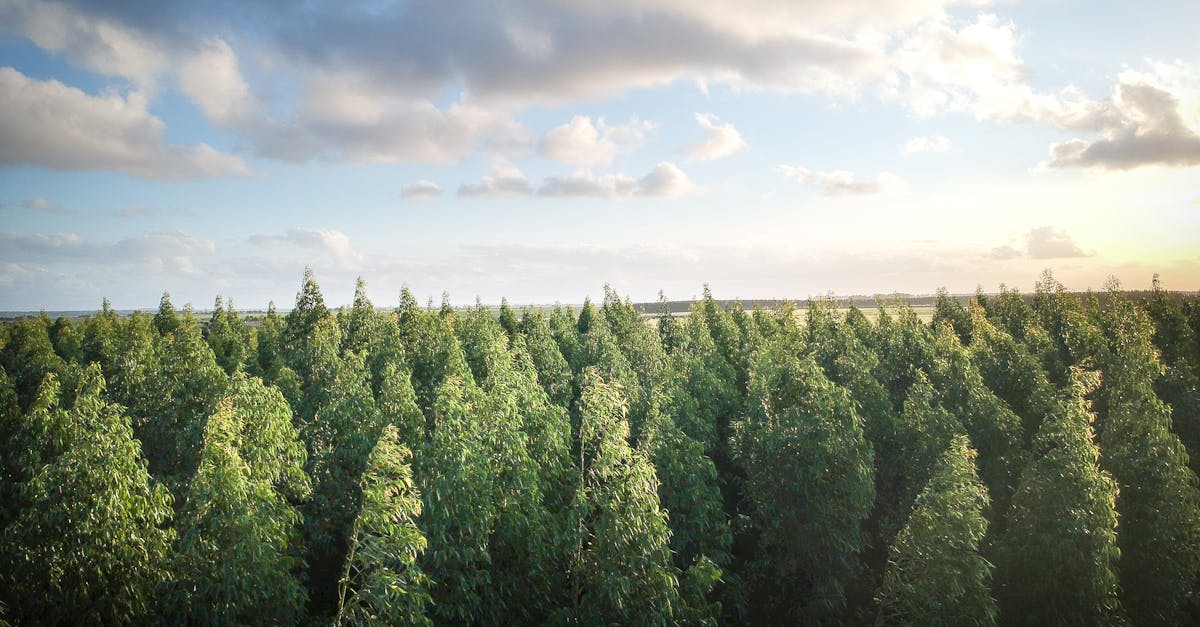 découvrez comment un habitat durable transforme notre façon de vivre en harmonie avec la nature. explorez les concepts d'éco-construction, d'efficacité énergétique et de matériaux respectueux de l'environnement pour créer des espaces de vie sains et responsables.