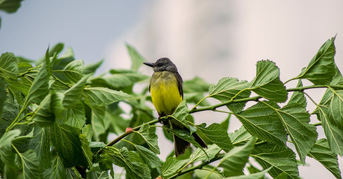 découvrez l'importance de la biodiversité urbaine, son impact sur nos écosystèmes et comment chaque ville peut devenir un havre de vie. explorez des solutions innovantes pour préserver la faune et la flore en milieu urbain.