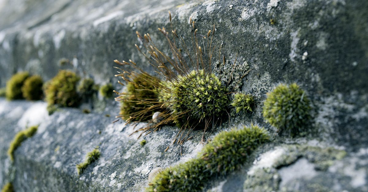 découvrez l'importance de la biodiversité urbaine et comment elle contribue à la santé et au bien-être des villes. apprenez comment préserver et promouvoir la faune et la flore en milieu urbain pour un avenir durable.