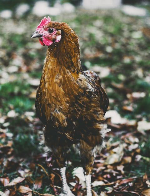 découvrez les principes de la permaculture : une méthode écologique pour cultiver un jardin durable, favoriser la biodiversité et respecter l’environnement. conseils pratiques et astuces pour débutants et passionnés.