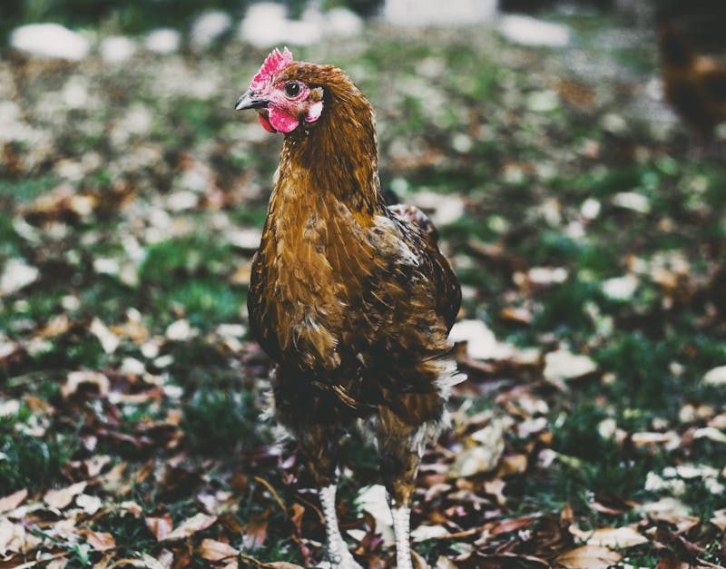 découvrez les principes de la permaculture : une méthode écologique pour cultiver un jardin durable, favoriser la biodiversité et respecter l’environnement. conseils pratiques et astuces pour débutants et passionnés.