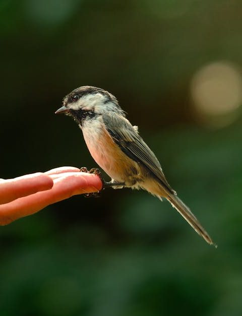 découvrez l'importance de la biodiversité, ses rôles essentiels pour l’équilibre de la planète et les solutions pour la préserver face aux menaces actuelles.