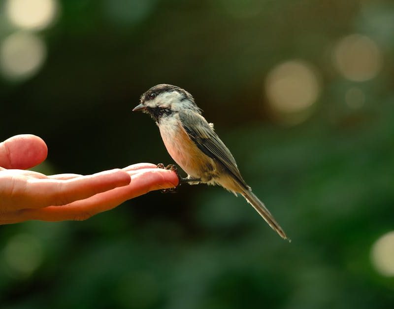 découvrez l'importance de la biodiversité, ses rôles essentiels pour l’équilibre de la planète et les solutions pour la préserver face aux menaces actuelles.
