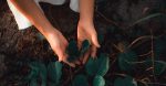 Nature en ville : comment favoriser la biodiversité urbaine