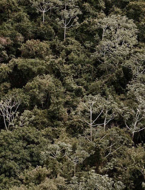 découvrez l'importance de la préservation des écosystèmes, ses enjeux pour la biodiversité et les actions à mettre en place pour protéger la nature et assurer un avenir durable.
