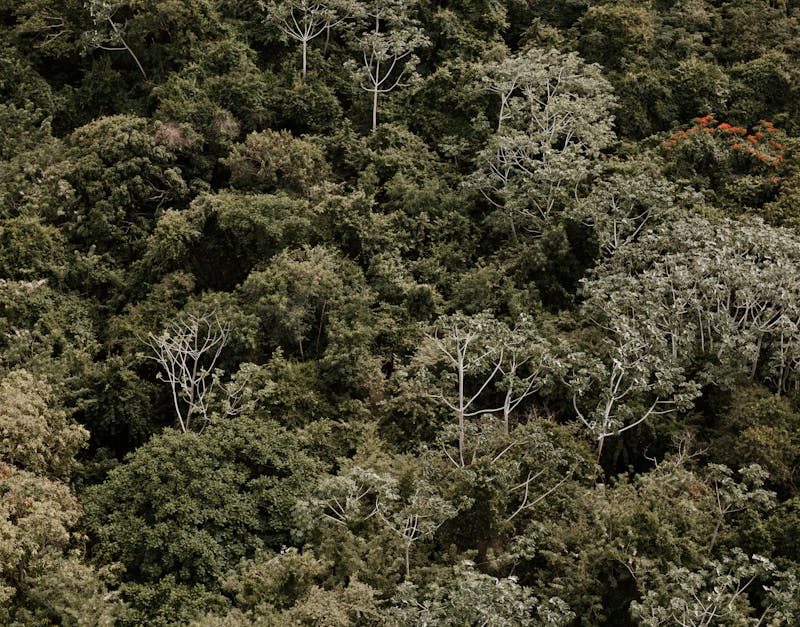 découvrez l'importance de la préservation des écosystèmes, ses enjeux pour la biodiversité et les actions à mettre en place pour protéger la nature et assurer un avenir durable.