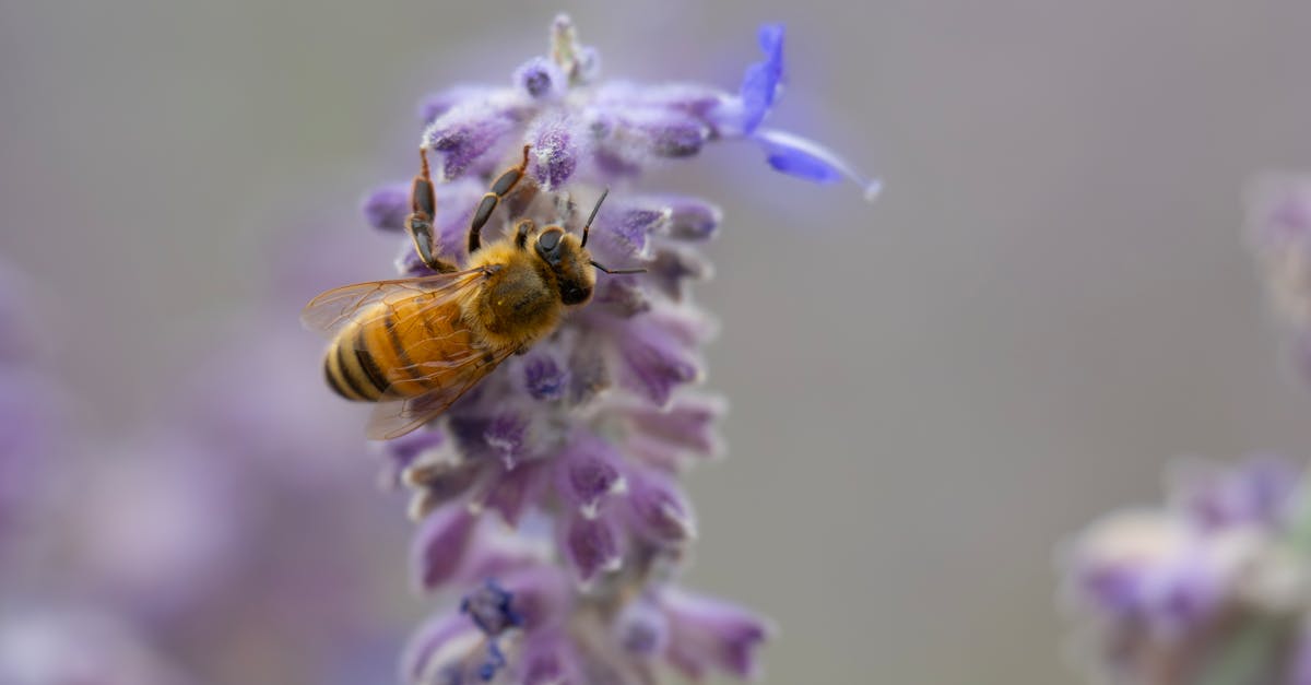 découvrez ce qu'est la biodiversité, son importance pour l'équilibre écologique et les actions à entreprendre pour protéger la diversité des espèces et des écosystèmes.