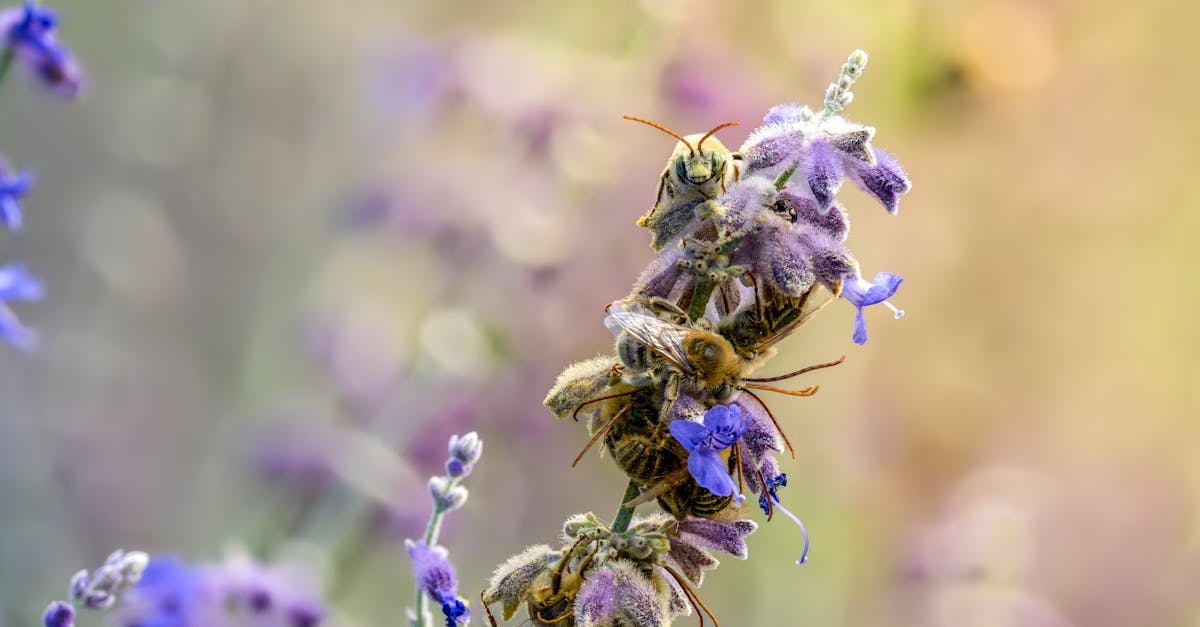 découvrez tout sur la biodiversité : définition, importance, menaces et actions pour préserver la richesse des espèces animales et végétales, essentielle à l’équilibre de notre planète.