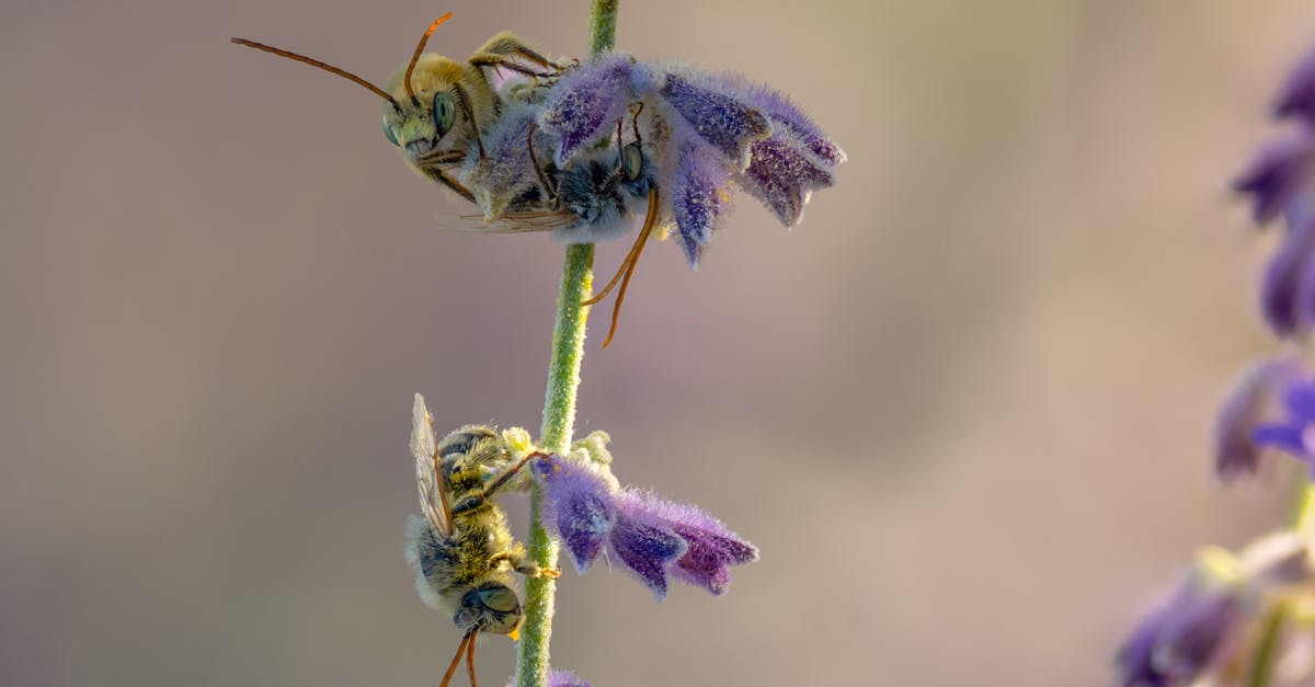 découvrez ce qu’est la biodiversité, son importance pour la planète et comment préserver la diversité des espèces animales et végétales pour un avenir durable.