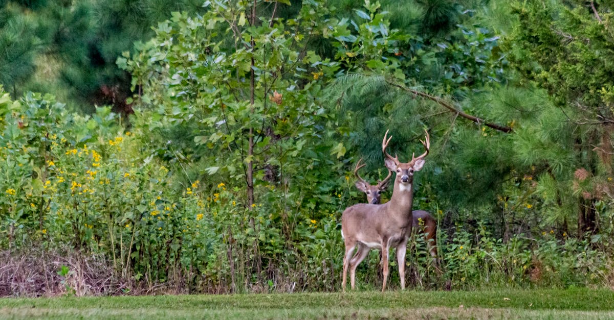 découvrez l'importance de la préservation des écosystèmes, les enjeux environnementaux actuels et les solutions pour protéger la biodiversité et assurer un avenir durable à notre planète.