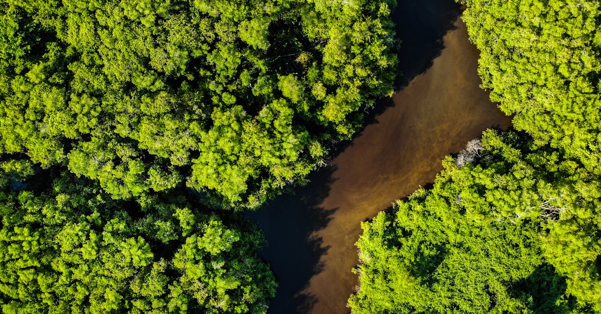 découvrez l'importance de la préservation des écosystèmes, ses enjeux pour la biodiversité et les actions à mettre en place pour protéger notre environnement durablement.