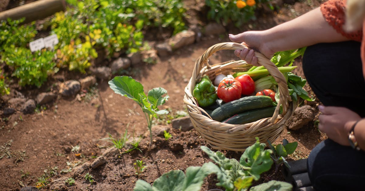 découvrez comment les systèmes alimentaires durables favorisent la santé, protègent l'environnement et soutiennent les communautés, tout en garantissant une alimentation responsable pour les générations futures.