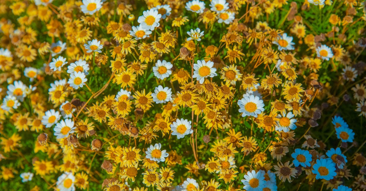 découvrez le jardinage durable : techniques écologiques, économies d’eau, compost, biodiversité et conseils pratiques pour créer un jardin responsable.
