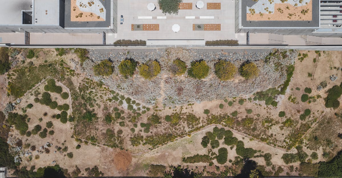 découvrez l'importance de la biodiversité urbaine, son rôle dans l'équilibre des écosystèmes des villes et des conseils pratiques pour favoriser la nature en milieu urbain.
