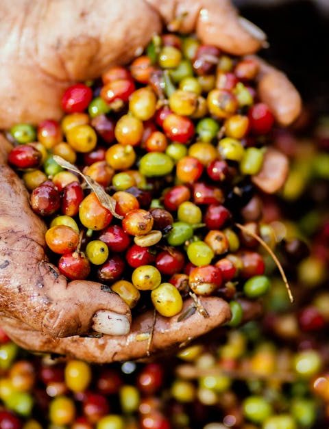 découvrez les tendances alimentaires durables qui façonnent l'avenir de notre alimentation : aliments locaux, alternatives écologiques et innovations pour préserver la planète tout en mangeant sainement.