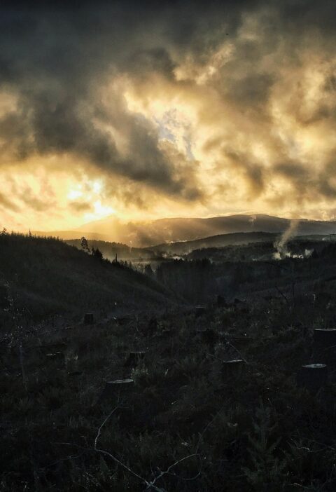 découvrez ce qu'est la déforestation, ses causes, ses conséquences sur l'environnement et le climat, ainsi que les solutions pour préserver nos forêts.