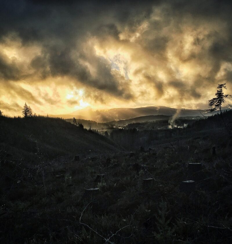 découvrez ce qu'est la déforestation, ses causes, ses conséquences sur l'environnement et le climat, ainsi que les solutions pour préserver nos forêts.
