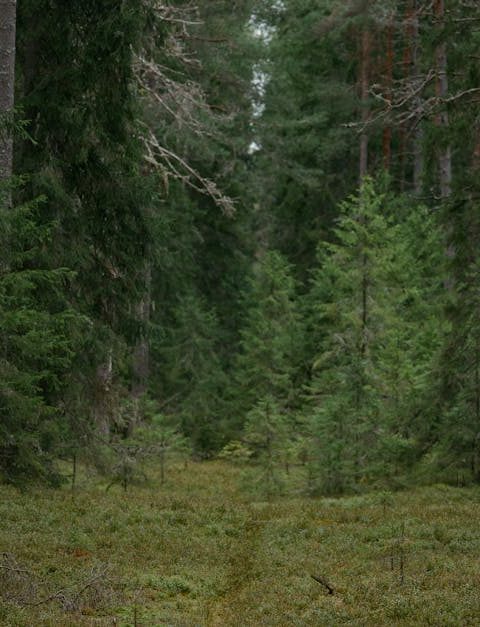 découvrez l'importance de la biodiversité, ses rôles essentiels pour l'équilibre de la planète, et comment préserver la richesse des espèces animales et végétales.