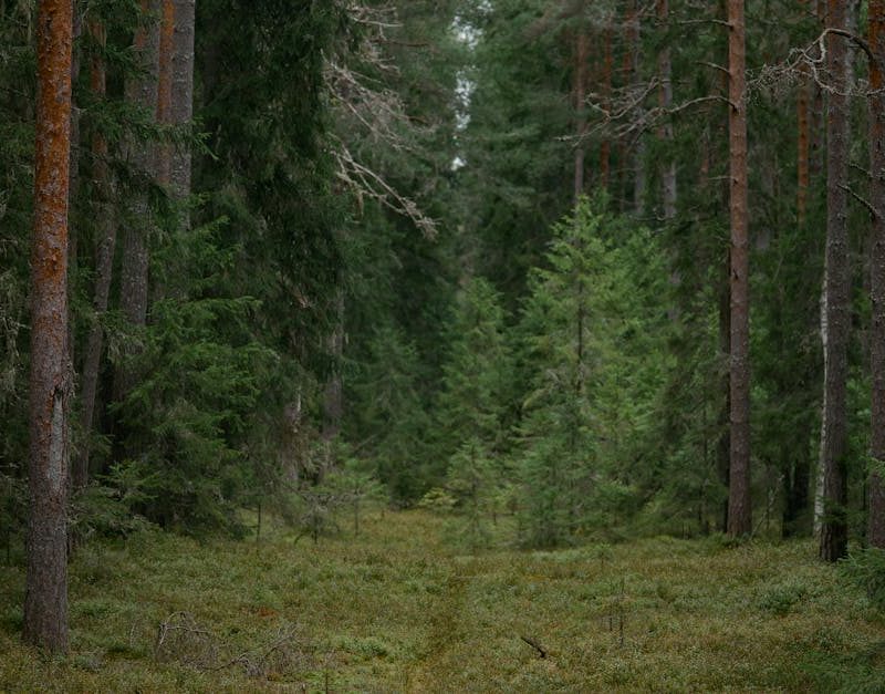 découvrez l'importance de la biodiversité, ses rôles essentiels pour l'équilibre de la planète, et comment préserver la richesse des espèces animales et végétales.