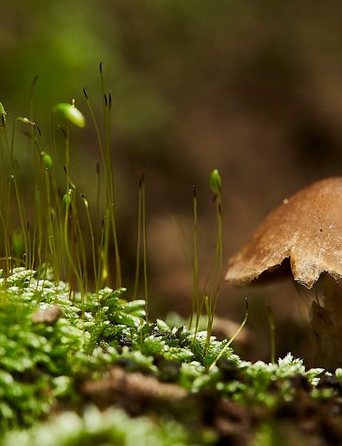 découvrez l'importance de la biodiversité, ses rôles essentiels pour l'environnement et les actions à entreprendre pour protéger la diversité des espèces et préserver les écosystèmes pour les générations futures.