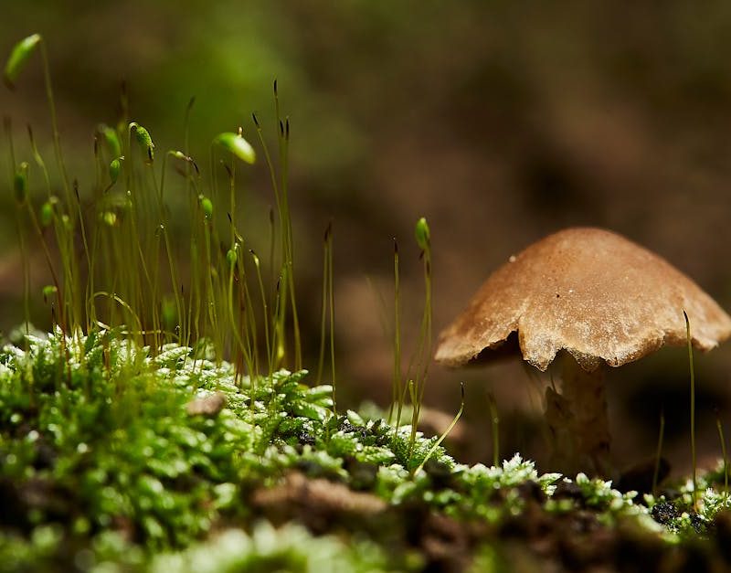 découvrez l'importance de la biodiversité, ses rôles essentiels pour l'environnement et les actions à entreprendre pour protéger la diversité des espèces et préserver les écosystèmes pour les générations futures.