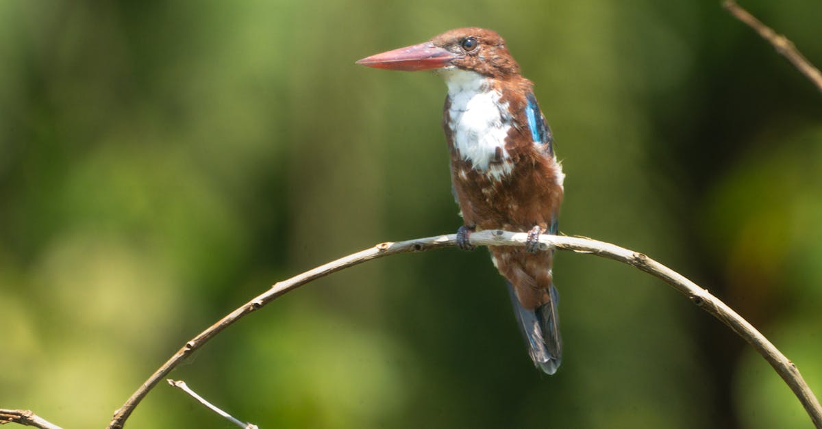 découvrez l'importance de la biodiversité, son rôle essentiel dans la préservation de l'équilibre des écosystèmes et les actions à adopter pour protéger la richesse du vivant.