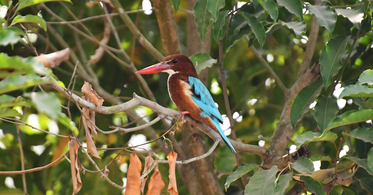 découvrez l'importance de la biodiversité, les menaces qui pèsent sur elle et les actions à entreprendre pour la préserver. explorez comment la diversité des espèces soutient la vie et équilibre les écosystèmes.