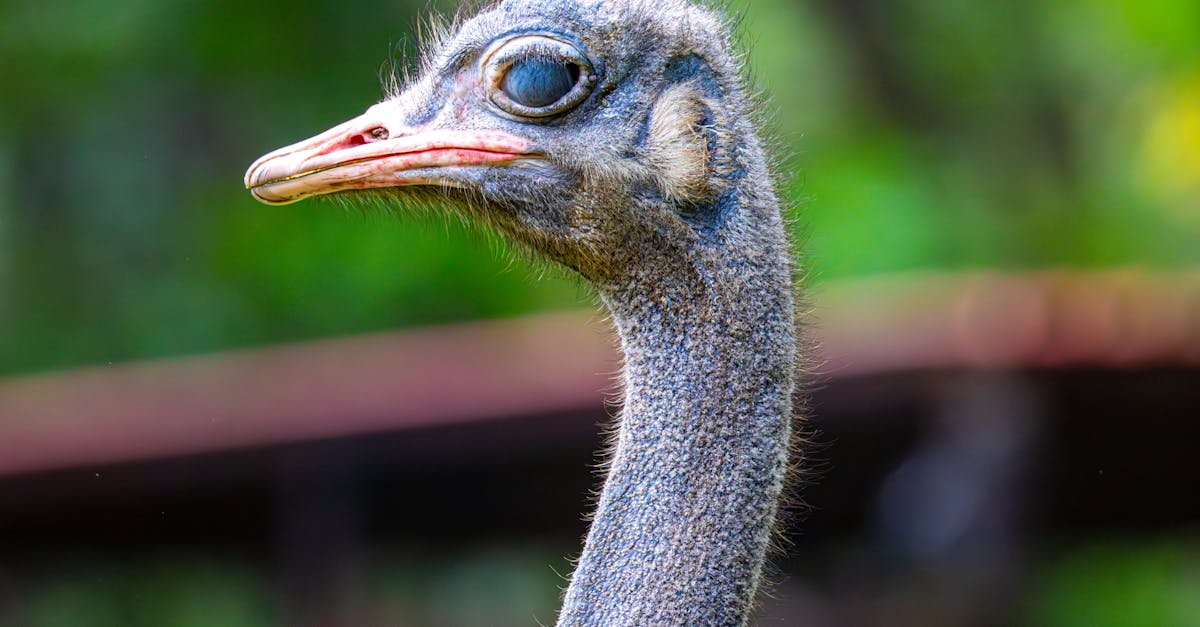 découvrez l'importance de la biodiversité, sa richesse et son rôle essentiel pour la planète. comprenez ses enjeux, menaces et solutions pour la préserver.