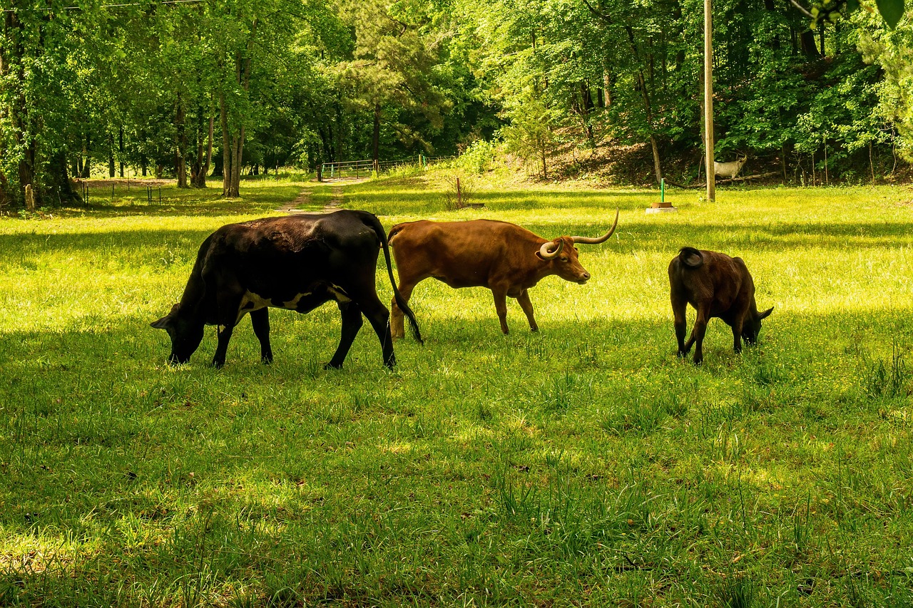 découvrez ce qu'est l'empreinte carbone, son importance pour l'environnement et des conseils pour la réduire au quotidien. comprendre et agir pour un avenir plus durable.