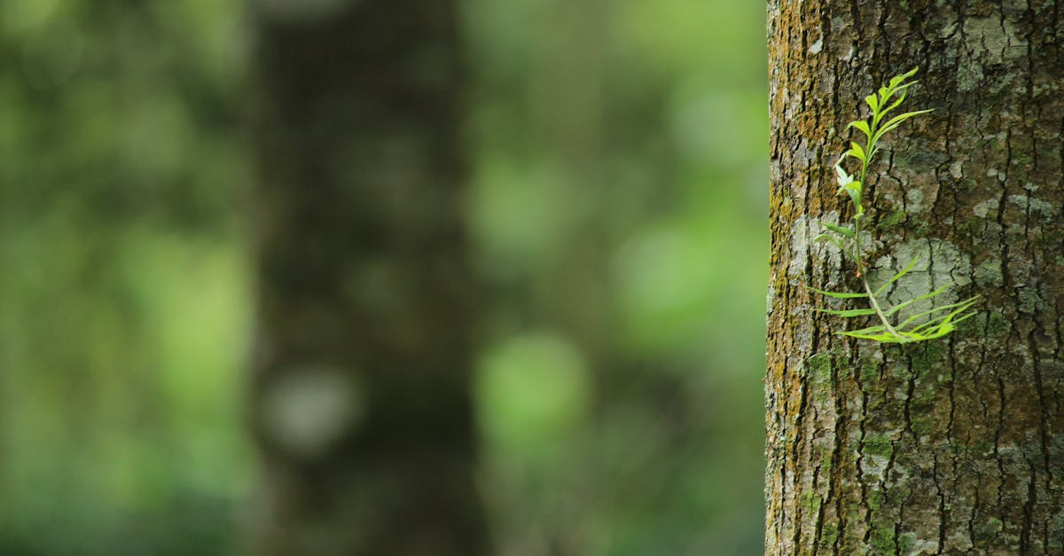 découvrez la beauté et la diversité de la nature à travers des paysages époustouflants, des forêts luxuriantes, et une faune extraordinaire. explorez nos conseils pour profiter pleinement de tout ce que la nature a à offrir.