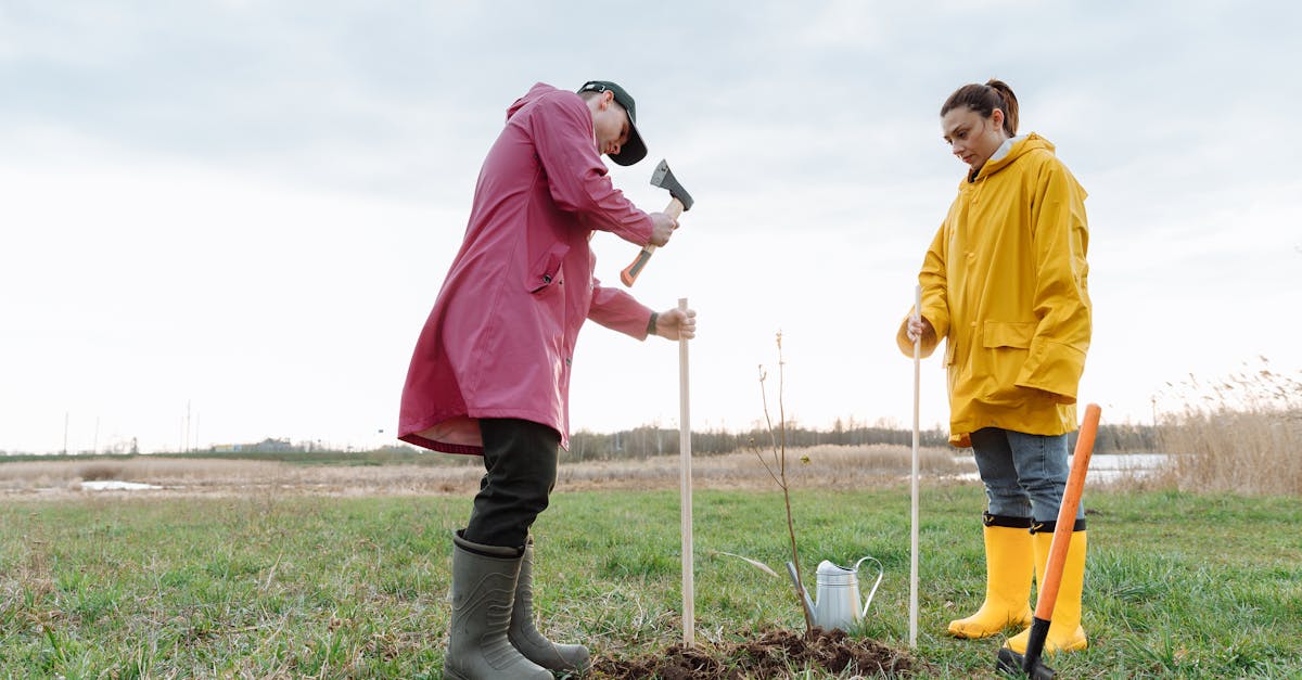 découvrez l'importance de la reforestation pour lutter contre le changement climatique, préserver la biodiversité et restaurer les écosystèmes. explorez des solutions et actions concrètes pour un avenir plus vert.