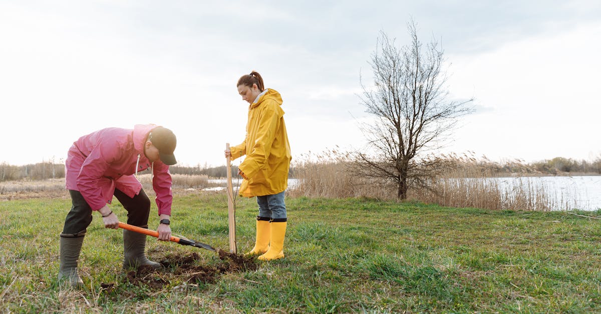 découvrez l'importance de la reforestation pour restaurer les écosystèmes, lutter contre le changement climatique et préserver la biodiversité. informez-vous sur les initiatives et les bénéfices de planter des arbres.