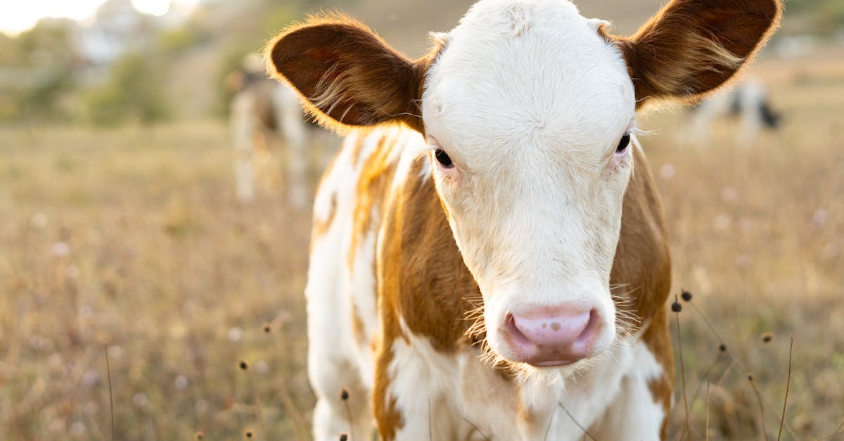 découvrez l'agriculture régénératrice : une méthode innovante qui restaure les sols, favorise la biodiversité et propose une alternative durable pour nourrir la planète tout en respectant l'environnement.