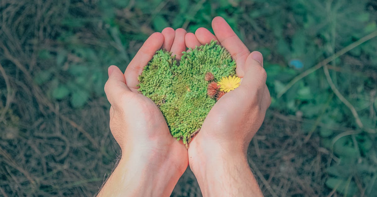 découvrez comment adopter des pratiques durables pour protéger l’environnement, améliorer votre qualité de vie et contribuer à un avenir plus responsable grâce à nos conseils et actualités sur la sustainability.