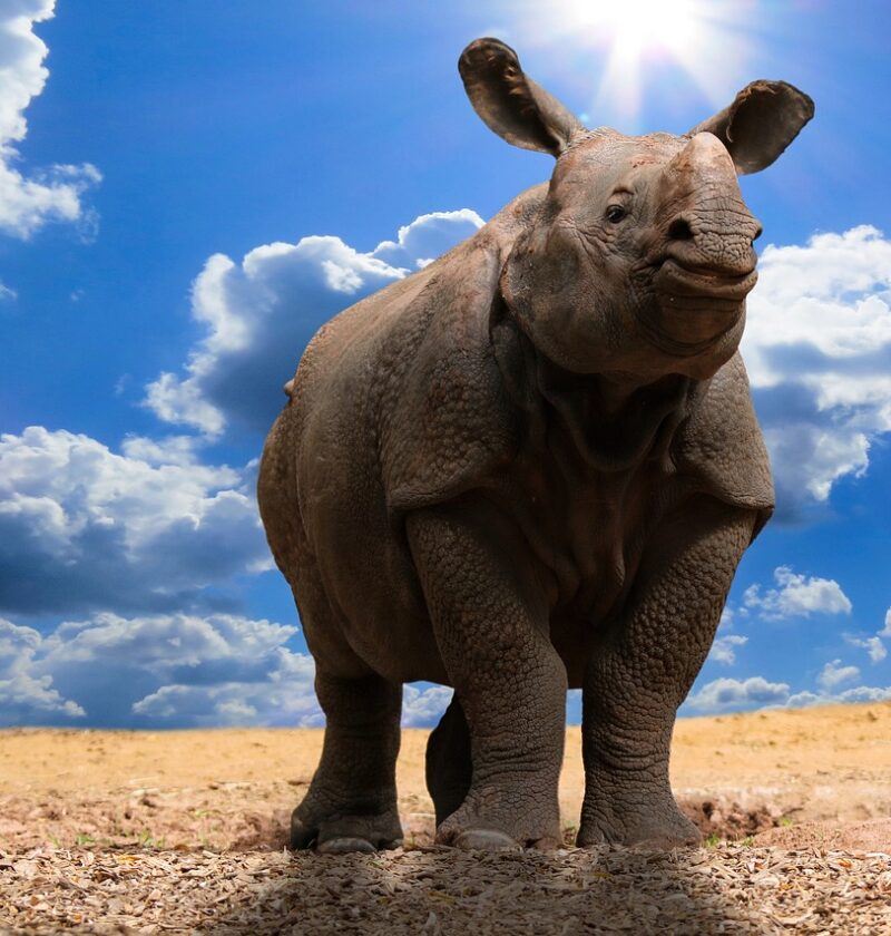 découvrez les différentes stratégies et solutions pour s'adapter au changement climatique, protéger l'environnement et renforcer la résilience face aux défis climatiques actuels et futurs.