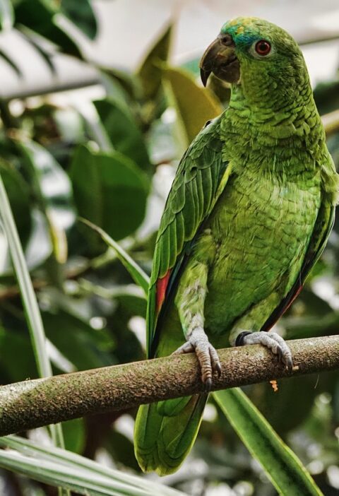 découvrez la richesse et la biodiversité exceptionnelle des forêts tropicales, leur rôle vital pour la planète et les défis liés à leur préservation.