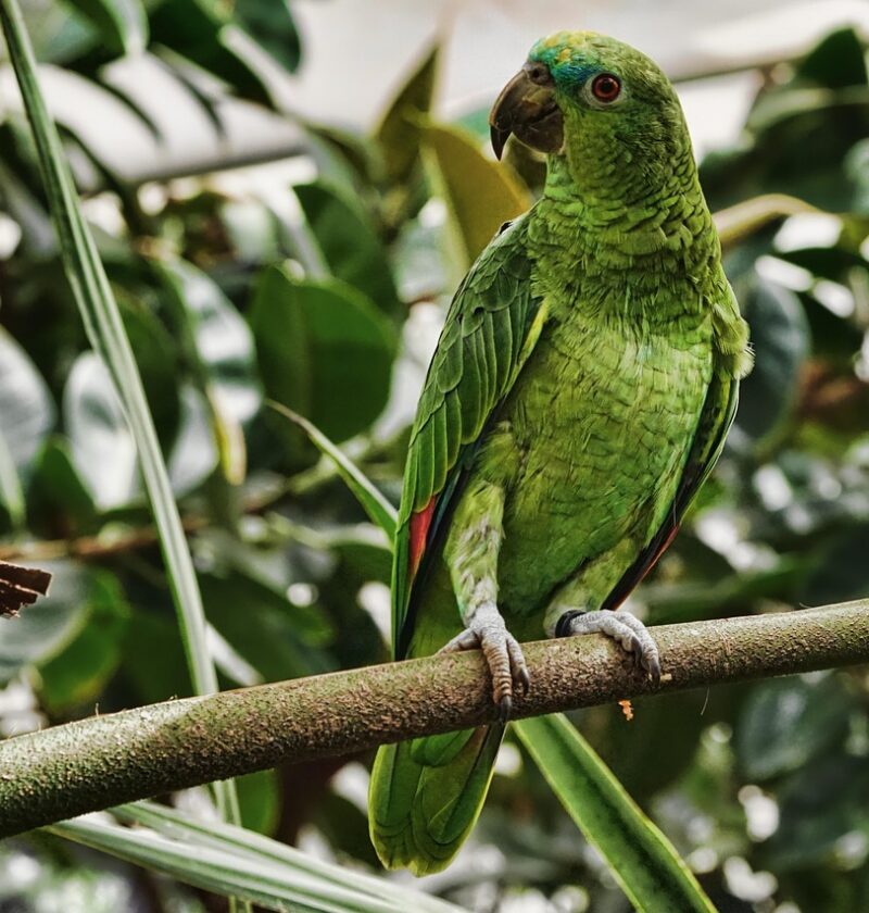 découvrez la richesse et la biodiversité exceptionnelle des forêts tropicales, leur rôle vital pour la planète et les défis liés à leur préservation.
