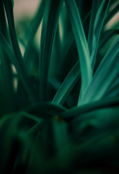 découvrez le développement durable : ses principes, son impact sur l’environnement et la société, et comment adopter des pratiques écoresponsables pour un avenir meilleur.