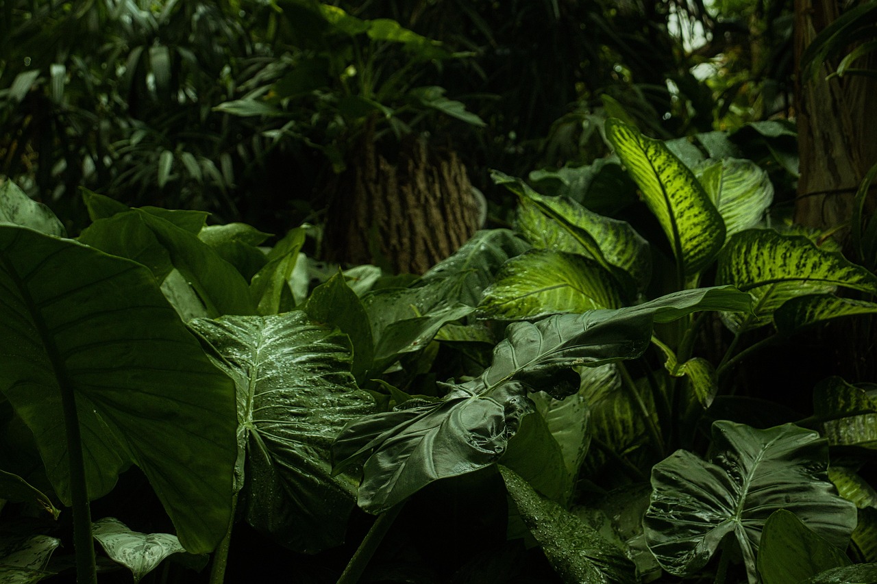 découvrez les forêts tropicales humides : leur biodiversité exceptionnelle, leur rôle vital dans le climat, et les menaces auxquelles elles font face. plongez au cœur de ces écosystèmes fascinants !