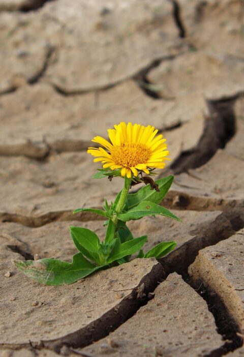 découvrez comment renforcer la résilience agricole pour assurer la sécurité alimentaire face aux défis climatiques et économiques.