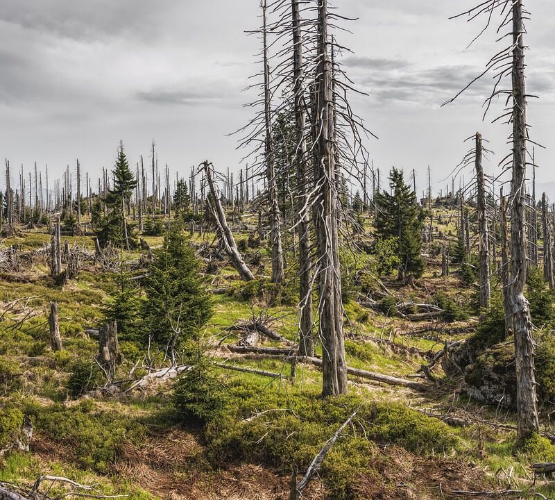 évaluation des impacts environnementaux : analyse complète des effets potentiels des projets sur l'environnement pour garantir un développement durable et conforme aux réglementations.