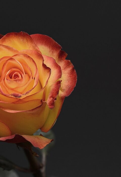 d&eacute;couvrez des alternatives originales aux fleurs traditionnelles pour la saint-valentin et surprenez votre amour avec des cadeaux uniques et cr&eacute;atifs.