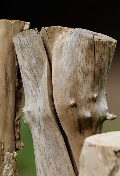 la d&eacute;forestation d&eacute;signe la destruction ou la r&eacute;duction des for&ecirc;ts, entra&icirc;nant des impacts environnementaux majeurs tels que la perte de biodiversit&eacute;, le changement climatique et la perturbation des &eacute;cosyst&egrave;mes.