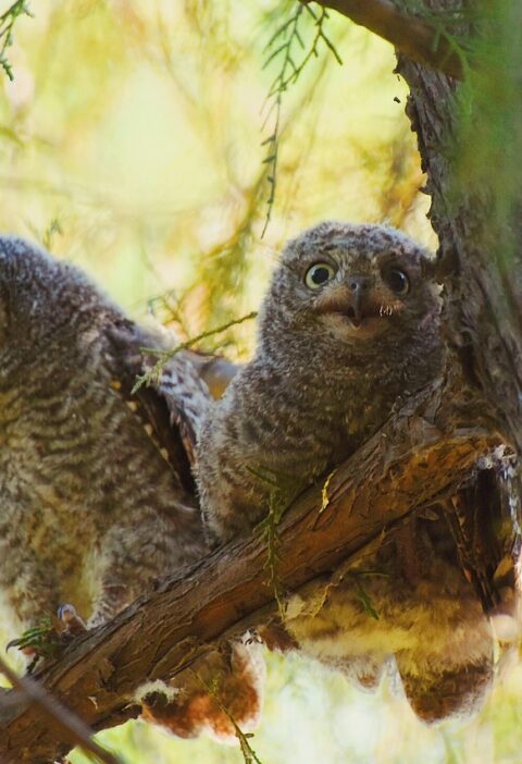 d&eacute;couvrez ce qu'est une scop (soci&eacute;t&eacute; coop&eacute;rative et participative), ses avantages, son fonctionnement et comment elle favorise l'implication des salari&eacute;s dans la gestion de l'entreprise.