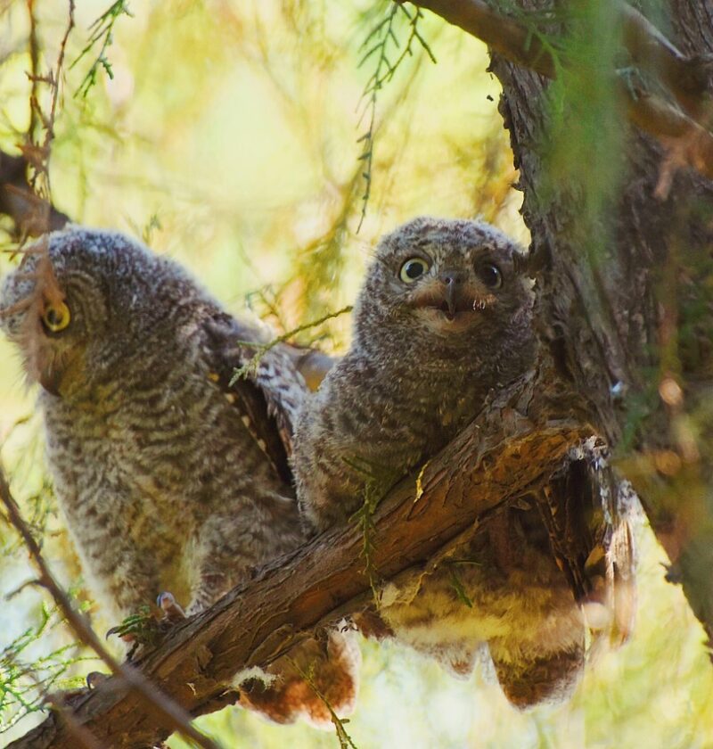 découvrez ce qu'est une scop (société coopérative et participative), ses avantages, son fonctionnement et comment elle favorise l'implication des salariés dans la gestion de l'entreprise.