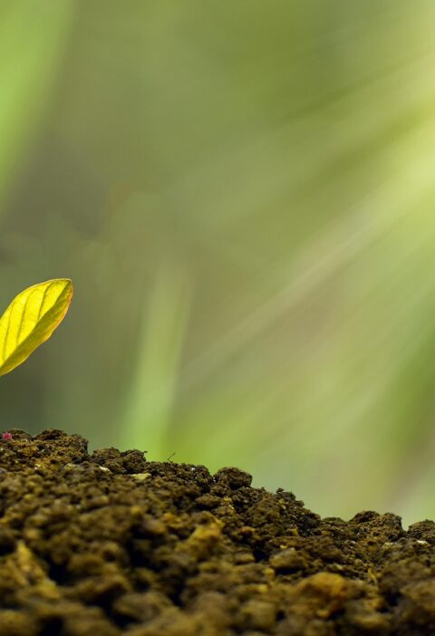 d&eacute;couvrez comment favoriser une croissance durable alliant d&eacute;veloppement &eacute;conomique, respect de l'environnement et responsabilit&eacute;s sociales pour un avenir meilleur.