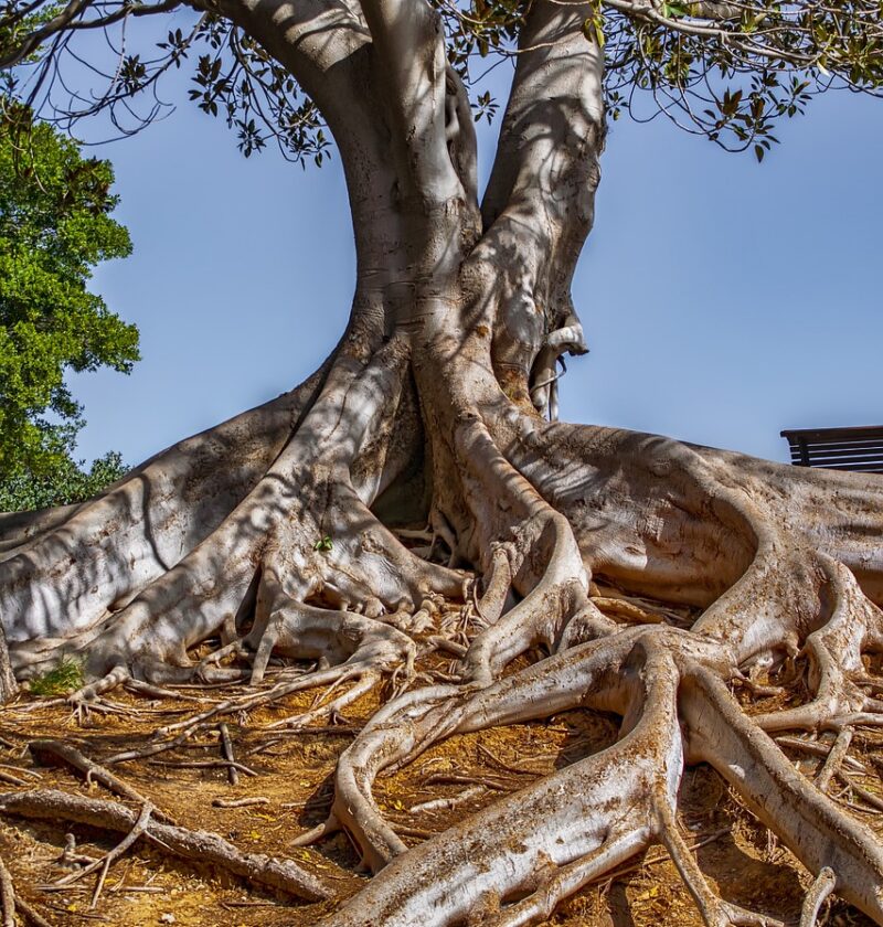 d&eacute;couvrez nos services d'am&eacute;nagement paysager et d'entretien des arbres pour sublimer vos espaces ext&eacute;rieurs avec expertise et passion.