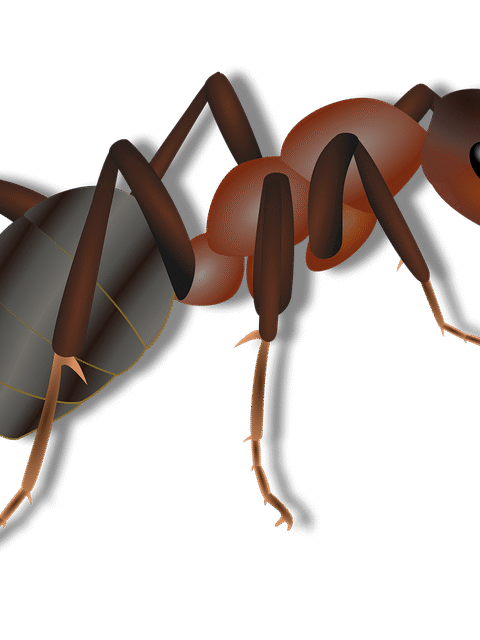 barri&egrave;re anti-fourmis efficace pour prot&eacute;ger votre maison et votre jardin des invasions de fourmis. solution durable et facile &agrave; installer.